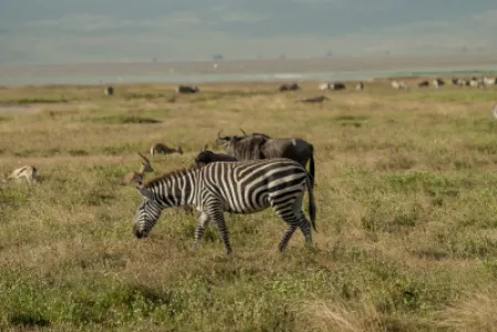 Ngorongoro Crater