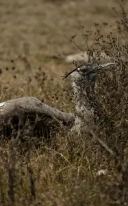 Serengeti National Park