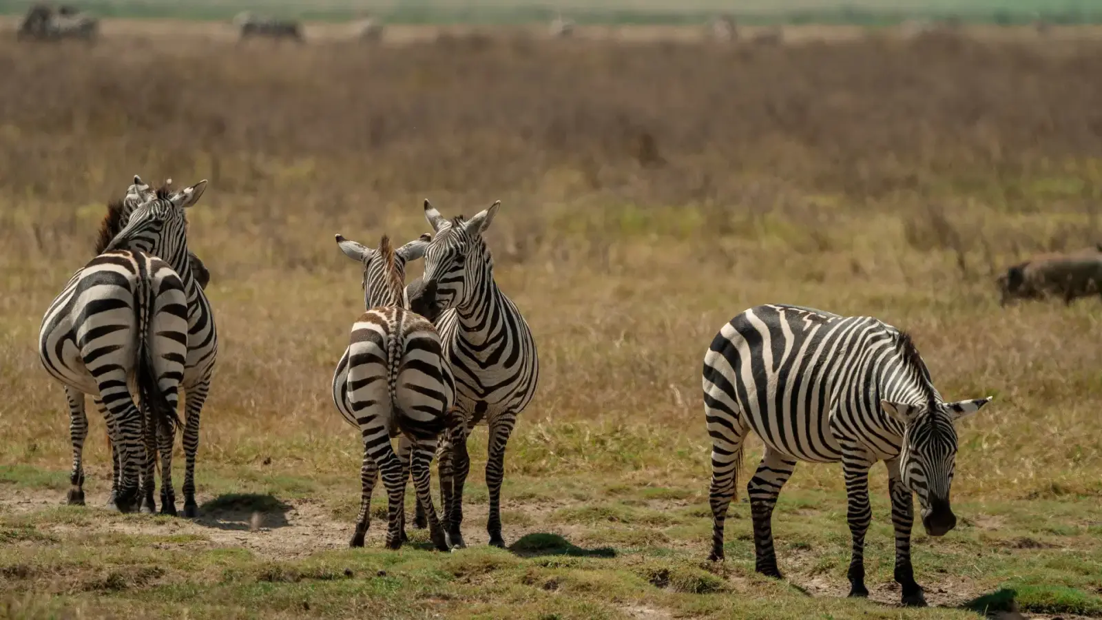 Tarangire National Park