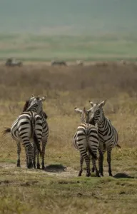 Tarangire National Park