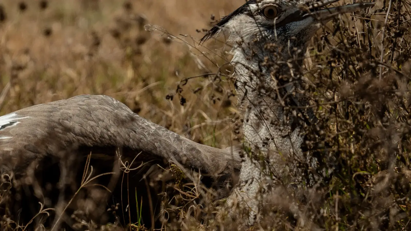 7-Day Grand Tanzania Safari
